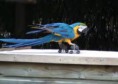 /album/galeria-de-fotos-pagina-de-inicio/guacamayo-ara-ararauna-tener-loro-jpg/